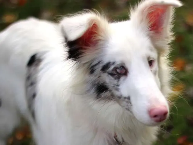 Britt, a rescued Sheltie