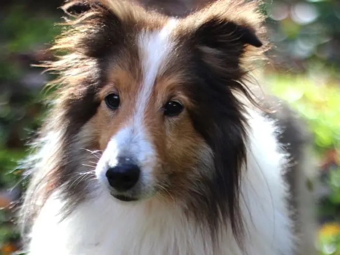 Kronos, a rescued Sheltie