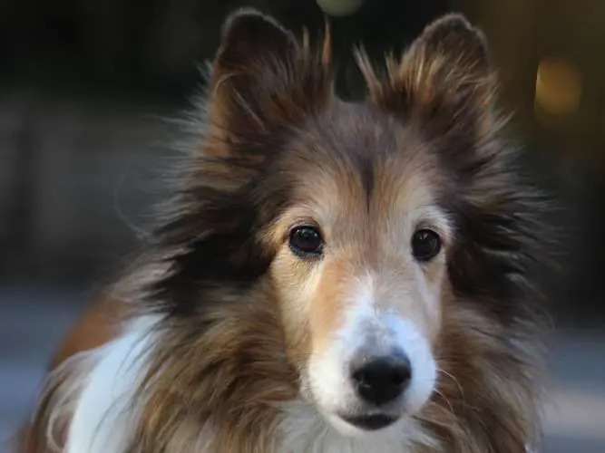 Lita, a rescued Sheltie