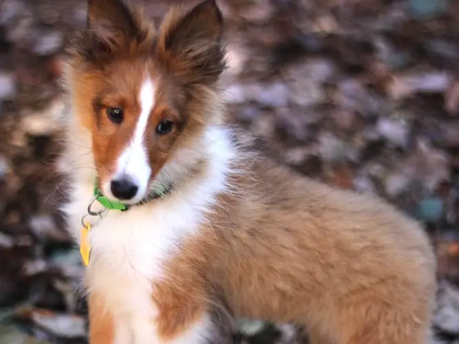 Nash, a rescued Sheltie