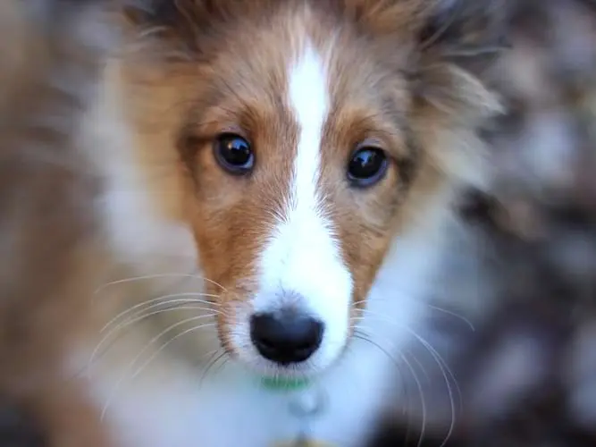 Nash, a rescued Sheltie