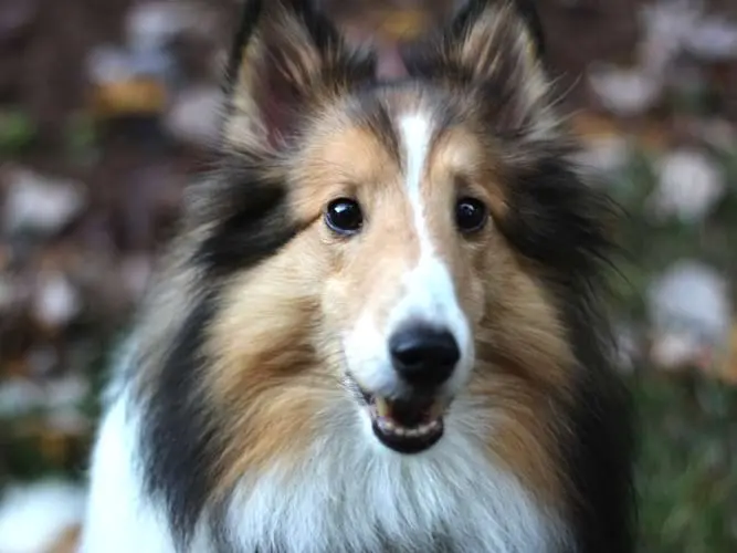 Savvy, a rescued Sheltie
