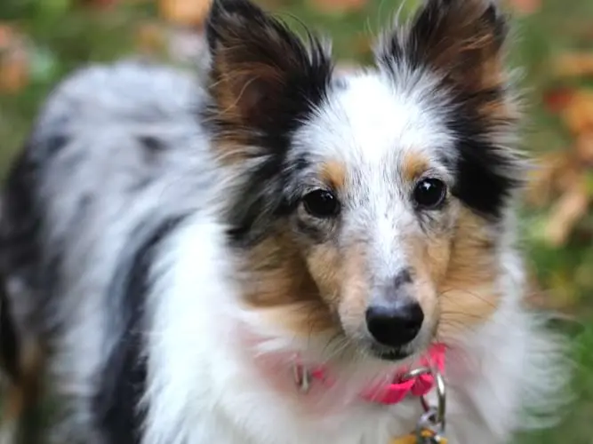Shadow, a rescued Sheltie